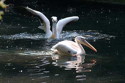 Aachener Zoo Aachener-Zoo-Pelikan-003